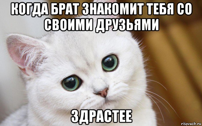 когда брат знакомит тебя со своими друзьями здрастее, Мем  В мире грустит один котик