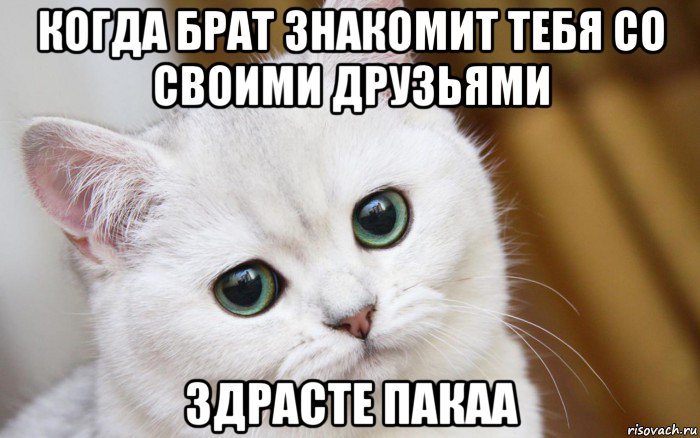 когда брат знакомит тебя со своими друзьями здрасте пакаа, Мем  В мире грустит один котик