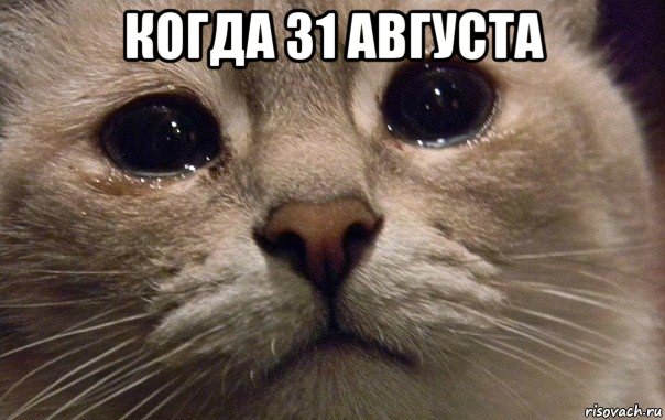 когда 31 августа , Мем   В мире грустит один котик