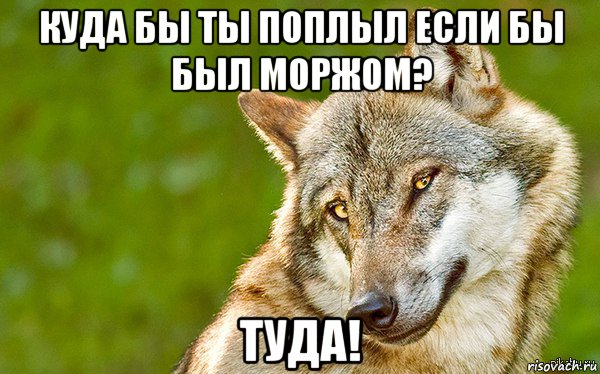 куда бы ты поплыл если бы был моржом? туда!, Мем   Volf