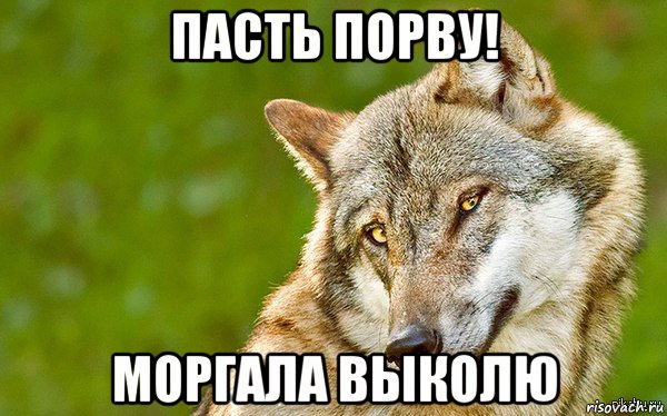 пасть порву! моргала выколю, Мем   Volf