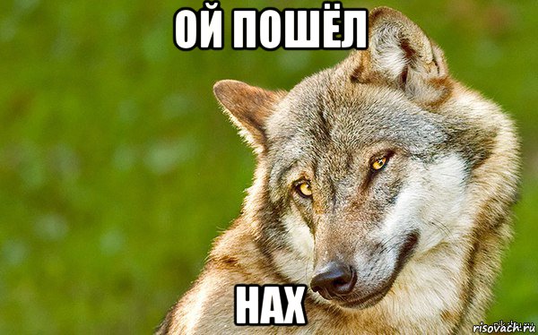 ой пошёл нах, Мем   Volf