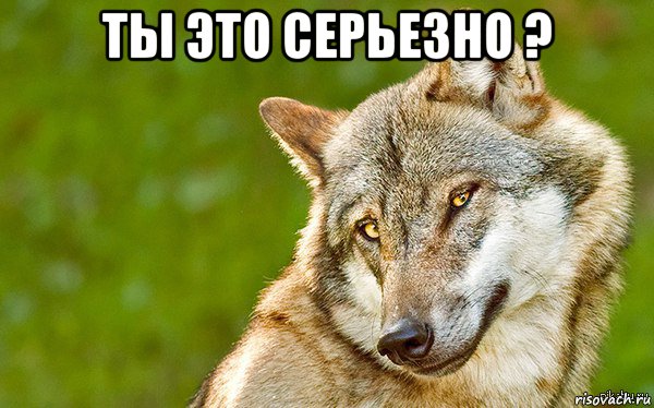 ты это серьезно ? , Мем   Volf