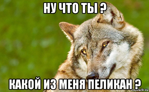 ну что ты ? какой из меня пеликан ?, Мем   Volf