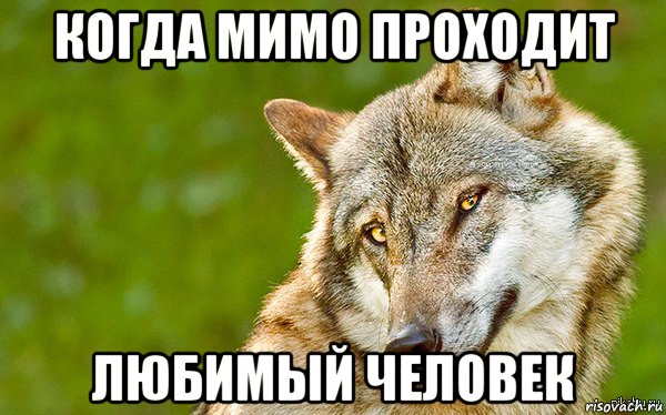 когда мимо проходит любимый человек, Мем   Volf