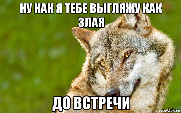 ну как я тебе выгляжу как злая до встречи, Мем   Volf