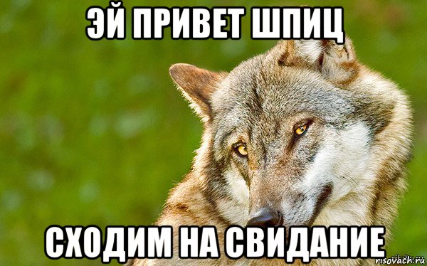 эй привет шпиц сходим на свидание, Мем   Volf