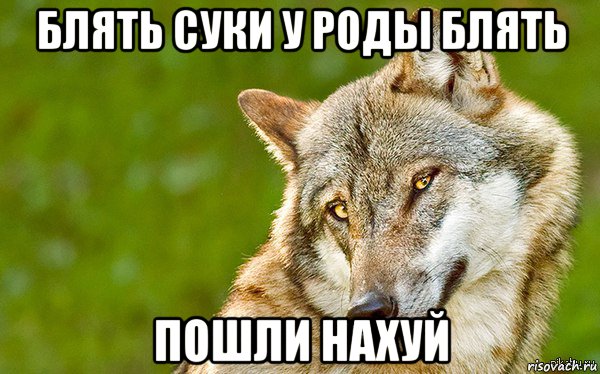 блять суки у роды блять пошли нахуй, Мем   Volf