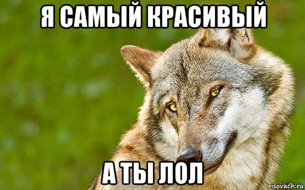 я самый красивый а ты лол, Мем   Volf