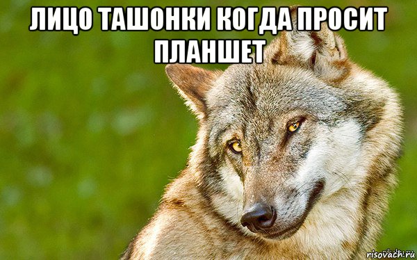 лицо ташонки когда просит планшет , Мем   Volf