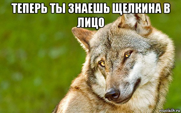 теперь ты знаешь щелкина в лицо , Мем   Volf