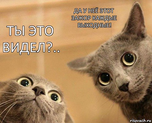 Ты это видел?.. Да у неё этот зажор каждые выходные!, Комикс  2 кота