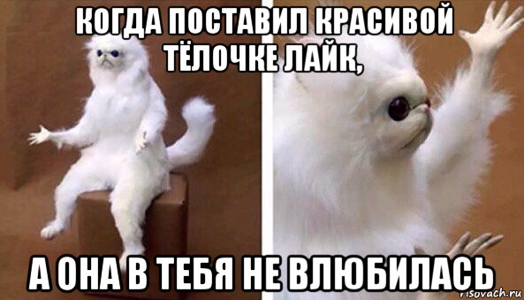 когда поставил красивой тёлочке лайк, а она в тебя не влюбилась, Мем Чучело кота