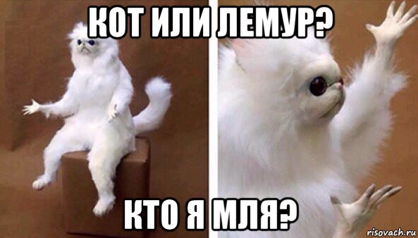 кот или лемур? кто я мля?, Мем Чучело кота