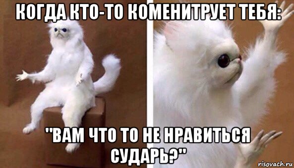 когда кто-то коменитрует тебя: "вам что то не нравиться сударь?", Мем Чучело кота