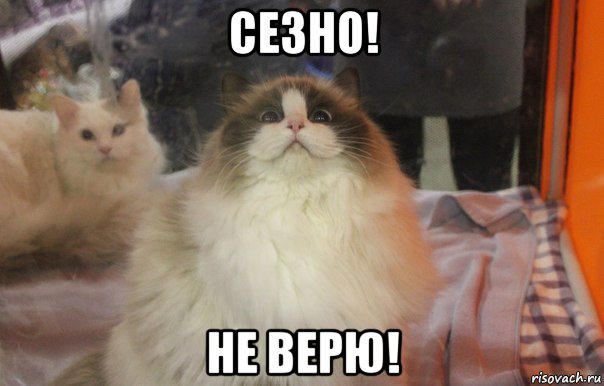 сезно! не верю!, Мем  Довольный кот