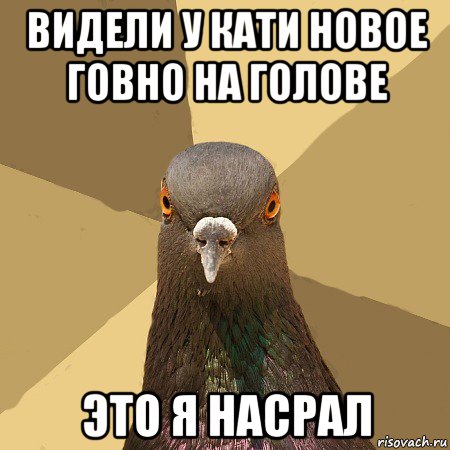 видели у кати новое говно на голове это я насрал, Мем голубь