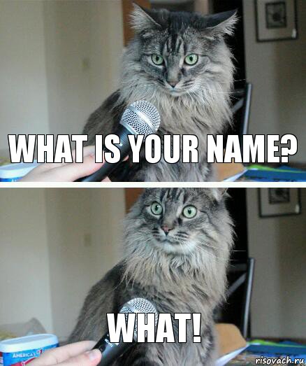 What is your name? What!, Комикс  кот с микрофоном