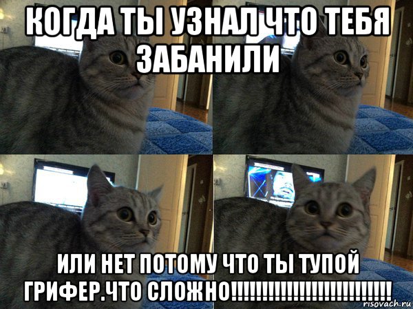 когда ты узнал что тебя забанили или нет потому что ты тупой грифер.что сложно!!!!!!!!!!!!!!!!!!!!!!!!!!, Мем  Кот в шоке