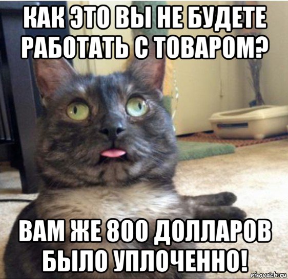 как это вы не будете работать с товаром? вам же 800 долларов было уплоченно!, Мем   Кот завис