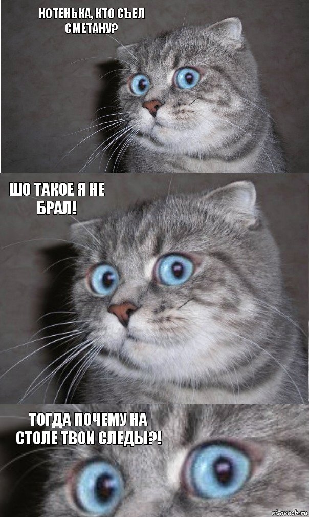 Котенька, кто съел сметану? Шо такое я не брал! Тогда почему на столе твои следы?!, Комикс  котейка