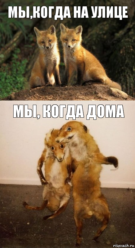 мы,когда на улице Мы, когда дома, Комикс Лисицы