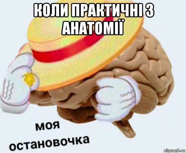 коли практичні з анатомії , Мем   Моя остановочка мозг