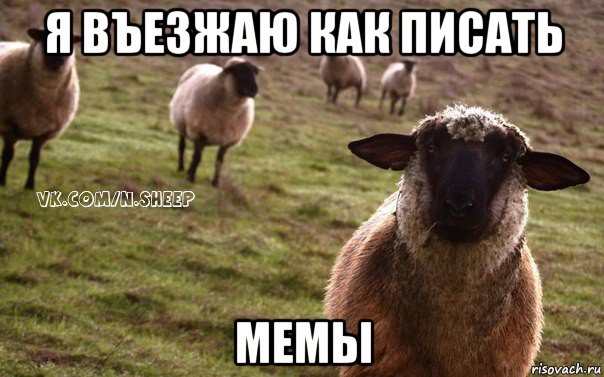 я въезжаю как писать мемы, Мем  Наивная Овца