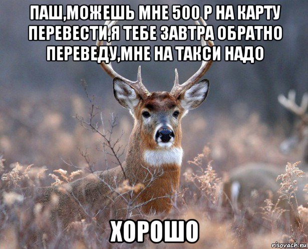 паш,можешь мне 500 р на карту перевести,я тебе завтра обратно переведу,мне на такси надо хорошо, Мем   Наивный олень