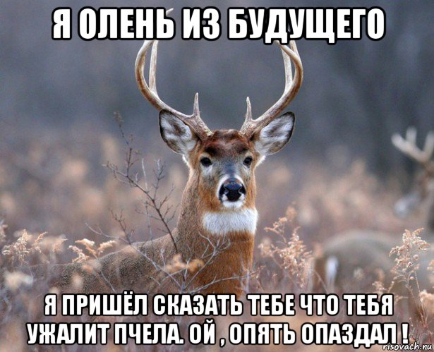 я олень из будущего я пришёл сказать тебе что тебя ужалит пчела. ой , опять опаздал !, Мем   Наивный олень