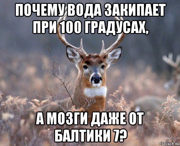 почему вода закипает при 100 градусах, а мозги даже от балтики 7?, Мем   Наивный олень