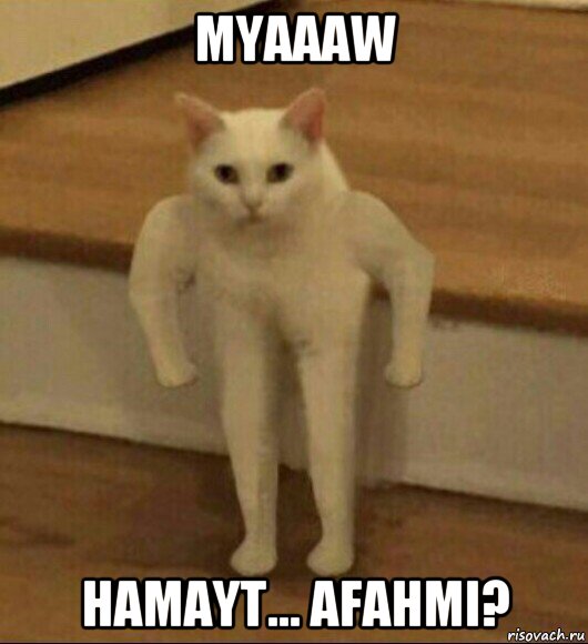 myaaaw hamayt... afahmi?, Мем  Полукот