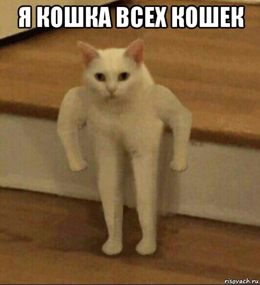 я кошка всех кошек 