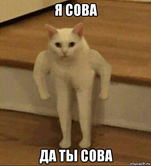 я сова да ты сова