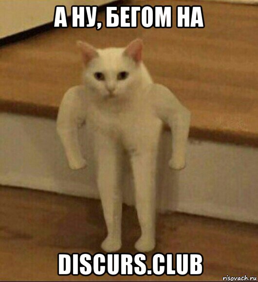 а ну, бегом на discurs.club, Мем  Полукот