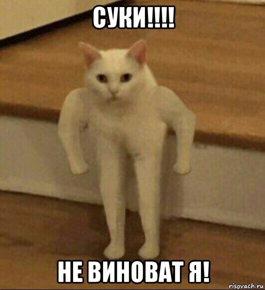 суки!!!! не виноват я!, Мем  Полукот