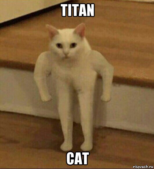 titan cat