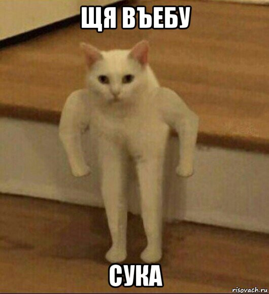 щя въебу сука, Мем  Полукот