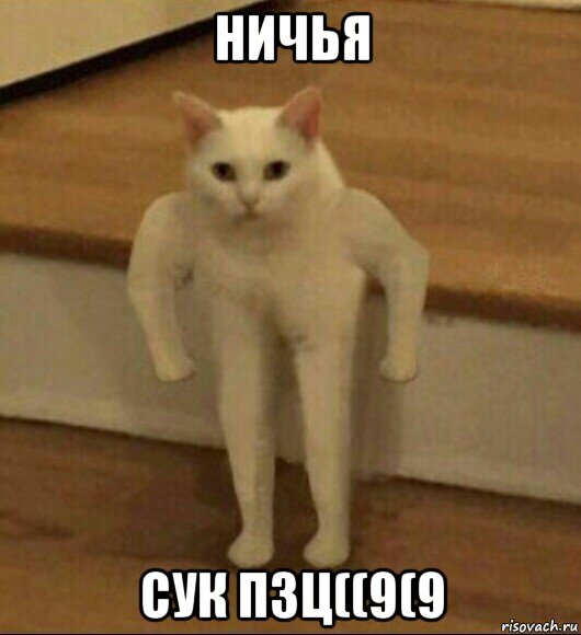 ничья сук пзц((9(9, Мем  Полукот