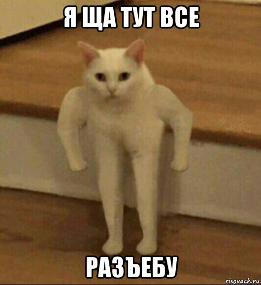 я ща тут все разъебу, Мем  Полукот