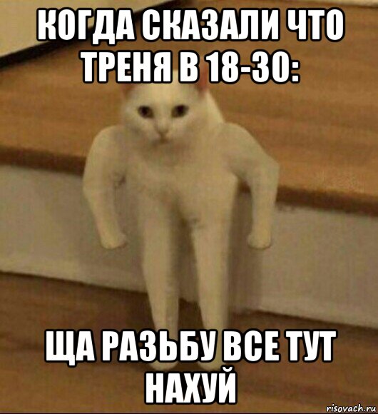 когда сказали что треня в 18-30: ща разьбу все тут нахуй, Мем  Полукот