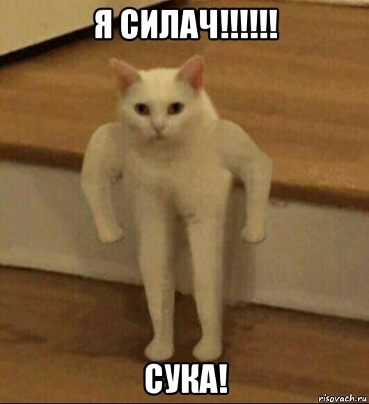 я силач!!!!!! сука!, Мем  Полукот