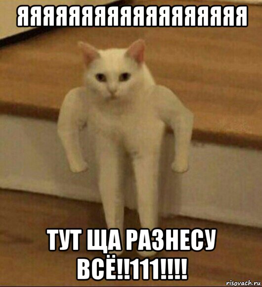 яяяяяяяяяяяяяяяяяя тут ща разнесу всё!!111!!!!, Мем  Полукот