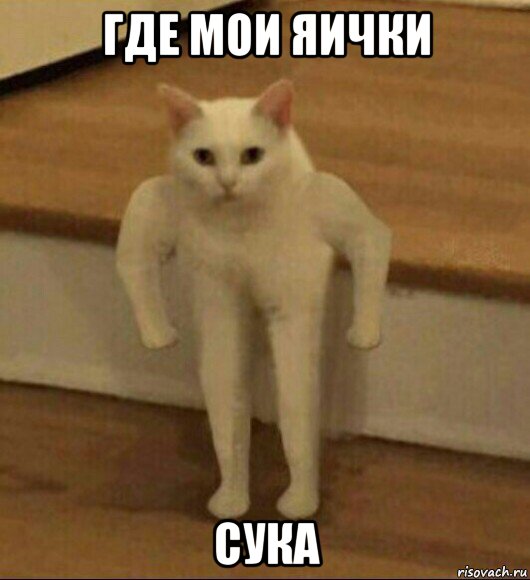 где мои яички сука, Мем  Полукот