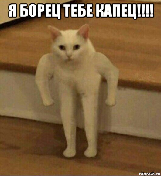 я борец тебе капец!!!! , Мем  Полукот