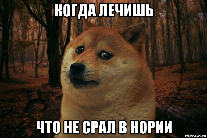 когда лечишь что не срал в нории, Мем SAD DOGE