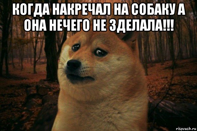 когда накречал на собаку а она нечего не зделала!!! , Мем SAD DOGE