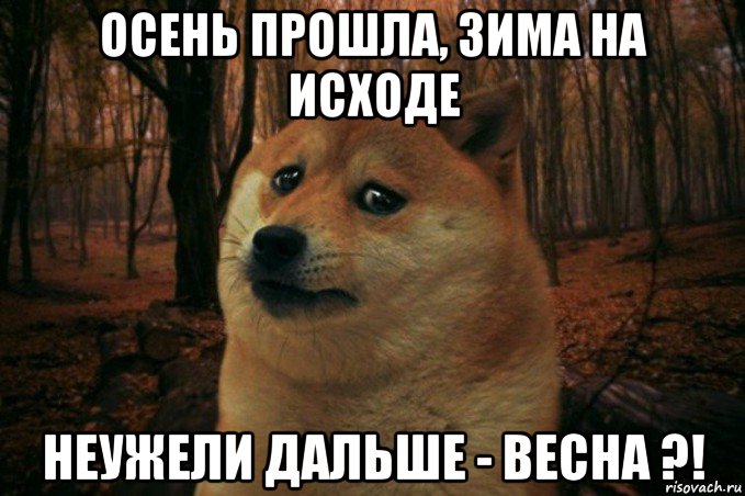 осень прошла, зима на исходе неужели дальше - весна ?!, Мем SAD DOGE