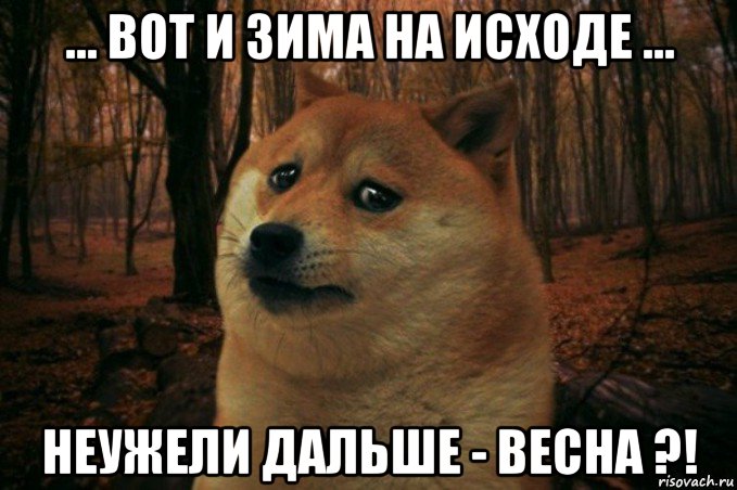 ... вот и зима на исходе ... неужели дальше - весна ?!, Мем SAD DOGE