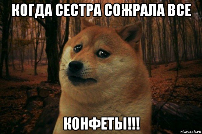 когда сестра сожрала все конфеты!!!, Мем SAD DOGE